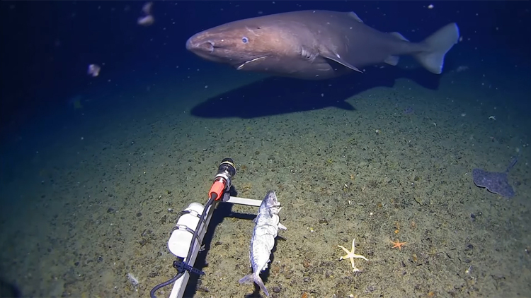 Για πρώτη φορά καταγράφηκε καρχαρίας στα παγωμένα νερά της Ανταρκτικής
