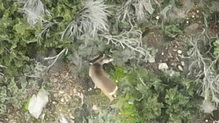 Έκπληξη στη Θεσσαλονίκη: Ζευγάρι ζαρκαδιών εμφανίστηκε στο Σέιχ Σου, δείτε εικόνες