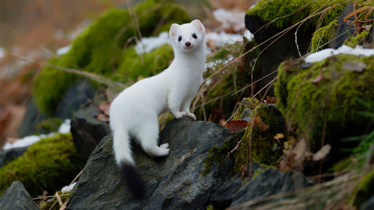 Το φαινόμενο Dehnel: Πώς ορισμένα είδη μπορούν να συρρικνώσουν τα οστά και τον εγκέφαλό τους κατά 20% για να επιβιώσουν τον χειμώνα