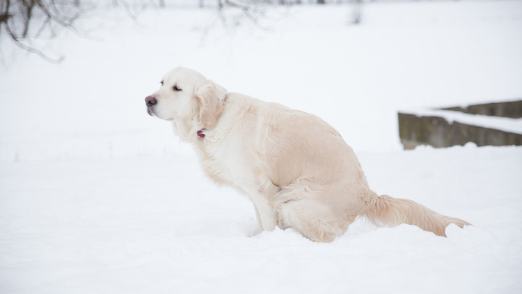 «Μαζέψτε τα σκ... του σκύλου σας»: Αποκρουστικό θέαμα στη Νέα Υόρκη, ακαθαρσίες έχουν καλύψει πεζοδρόμια σε πολλές περιοχές