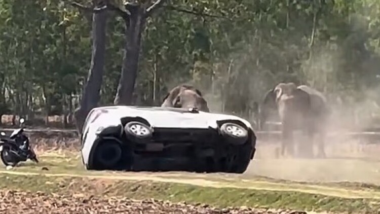 Eλέφαντας στην Ταϊλάνδη εξαγριώθηκε όταν τον διέκοψαν κατά το ζευγάρωμα: Επιτέθηκε στον φροντιστή του και διέλυσε οχήματα