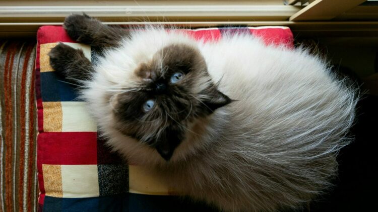 Σας χειραγωγεί η γάτα σας; Με ποιους τρόπους ελέγχει το μυαλό σας