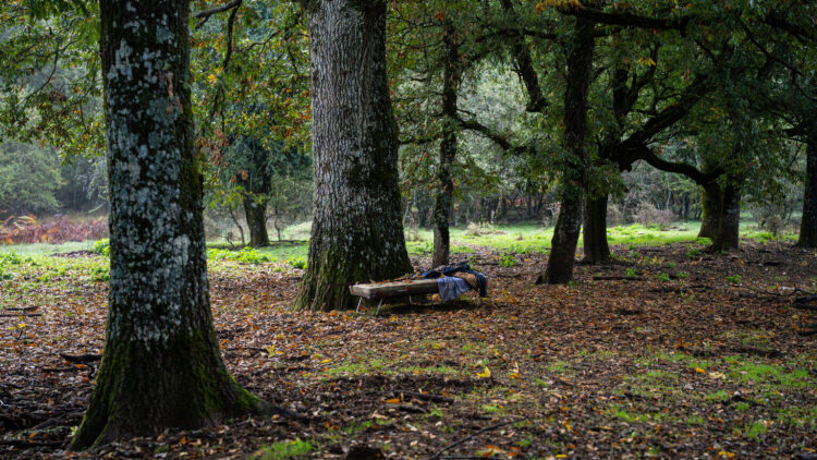 
Αποστολή στο Πωγώνι: Στο δάσος της Βήσσανης, με οδηγό τα μανιτάρια