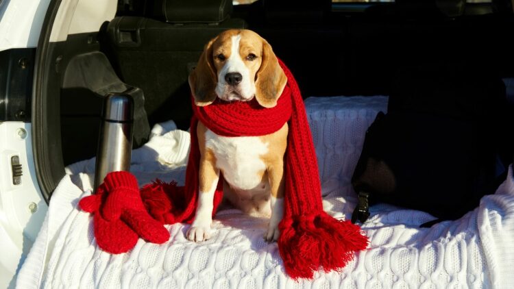 4 πράγματα που μαθαίνουμε ταξιδεύοντας με τον σκύλο μας