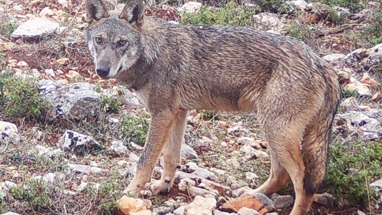 Το σημαντικό που δεν πρέπει να κάνουμε όταν συναντήσουμε λύκους – Οδηγίες από το Δήμο Αχαρνών ενόψει Καθαρής Δευτέρας