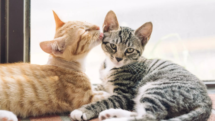 Γιατί οι γάτες γλείφουν η μία την άλλη;
