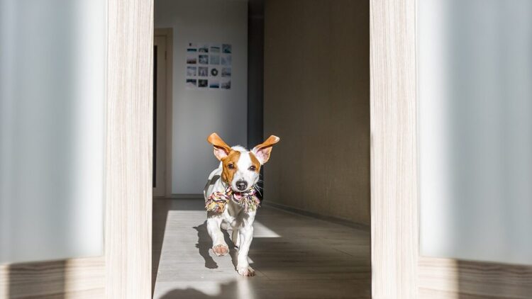 Δεν χαλαρώνει ποτέ ο σκύλος σας στο σπίτι; – Τι μπορείτε να κάνετε