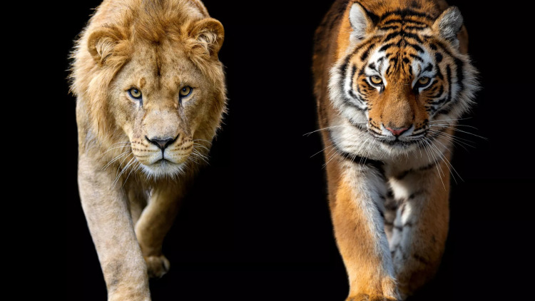 Λιοντάρια και τίγρεις: Μπορούν να συνυπάρξουν στη φύση και ποιος θα είχε το «πάνω χέρι»;
