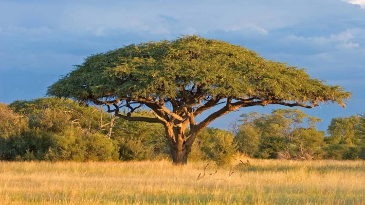 Ασύλληπτο: Πώς οι ακακίες στην Αφρική «επικοινωνούν» για να σωθούν από ζώα που βόσκουν