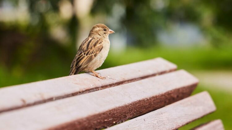 Απειλεί η ηχορύπανση στις πόλεις την ζωή των πτηνών; Δείτε πώς τα επηρεάζει