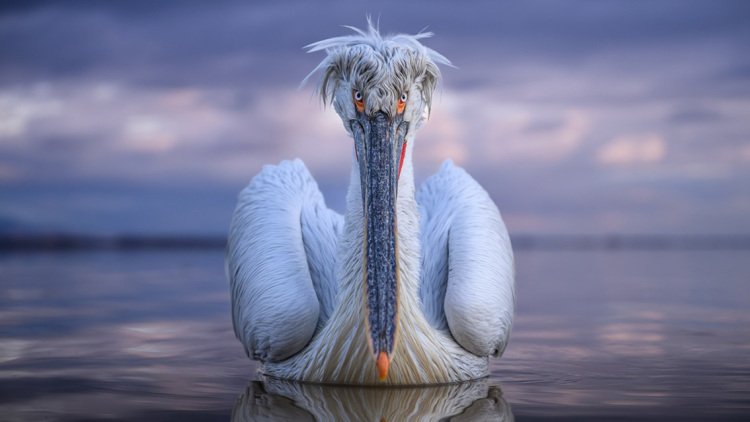 Ο φωτογράφος του αργυροπελεκάνου της λίμνης Κερκίνης: «Είμαι χαρούμενος που πρωτίστως διαφημίζεται η Ελλάδα»