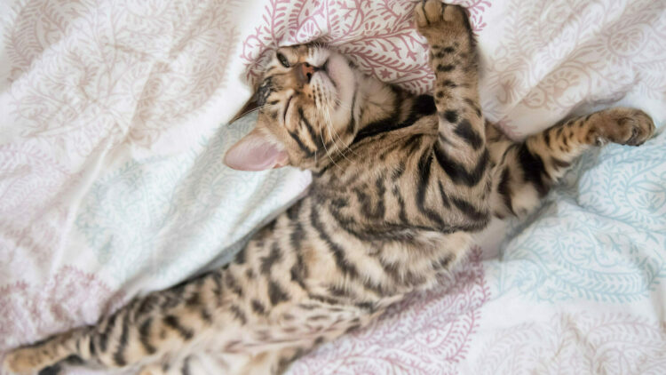 Παριστάνει η γάτα σας ότι κοιμάται για να σας ξεγελάσει; Μάθετε για το περίεργο αυτό είδος ύπνου