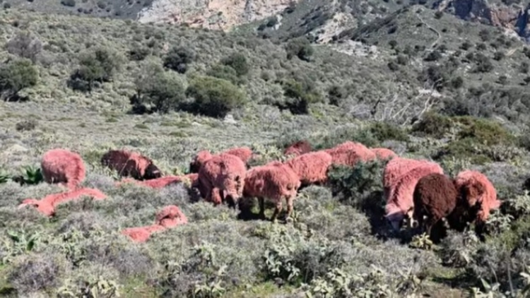 Κτηνοτρόφος στην Κρήτη έβαψε... κόκκινα τα πρόβατά του για να μην του τα κλέψουν, δείτε βίντεο
