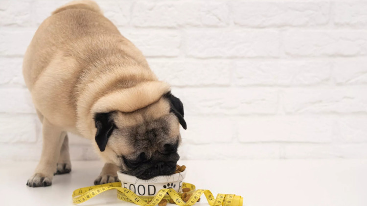 6 «αθώα» λάθη που οδηγούν τον σκύλο μας στην παχυσαρκία