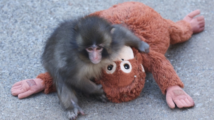 Γιατί η μαμά του μικρού Punch τον απέρριψε: Πότε και γιατί τα θηλαστικά εγκαταλείπουν τα μικρά τους