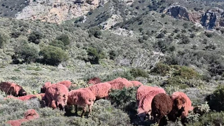 Βοσκός στην Κρήτη έβαψε κόκκινα τα πρόβατά του: Ο απίθανος λόγος της απόφασής του (vid)