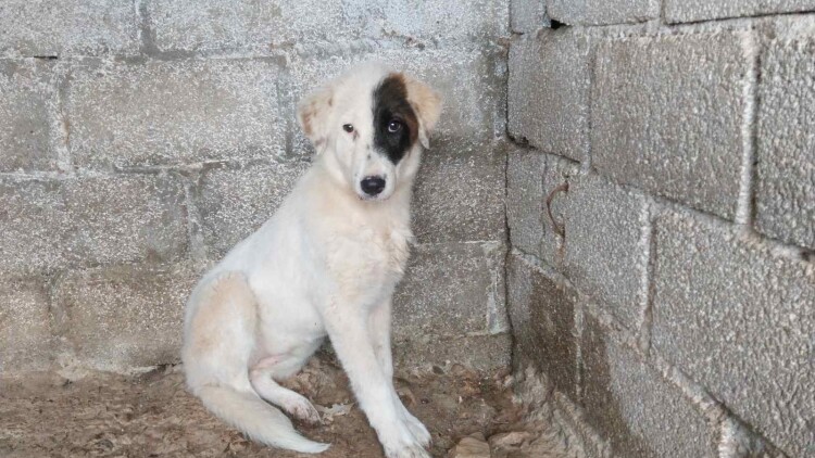 Η πανέμορφη μικρούλα Σάνυ βρέθηκε μόνη σε μια παραλία- Διασώθηκε και ψάχνει ένα σπίτι