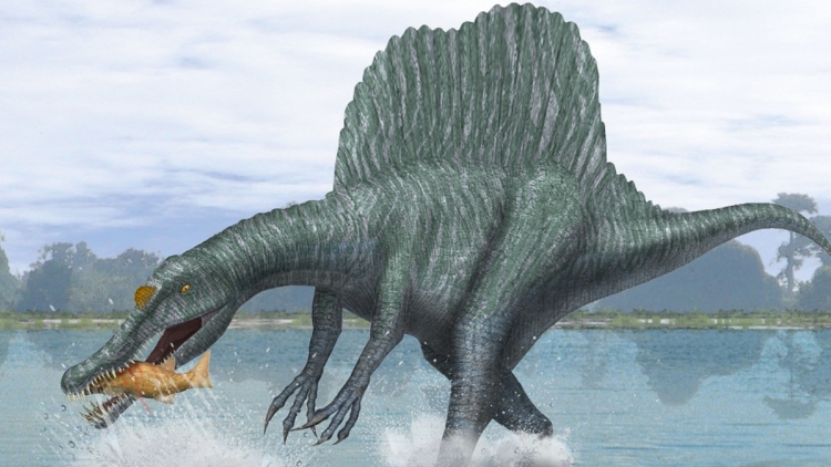 Εντοπίστηκε νέο είδος Σπινόσαυρου: Ζούσε σε ποτάμια πριν από 95 εκατ. χρόνια αλλά ίσως δεν ήταν κολυμβητής