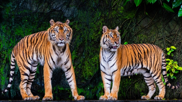 Πάνω από 70 τίγρεις πέθαναν σε τουριστικό πάρκο στην Ταϊλάνδη: Εξετάζεται ως αιτία το κοτόπουλο που έφαγαν
