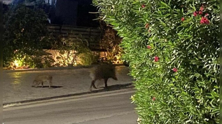 Εμφανίστηκαν αγριογούρουνα σε διασταύρωση της Λεωφόρου Μαραθώνος στο ύψος του ΕΠΑΛ Ραφήνας