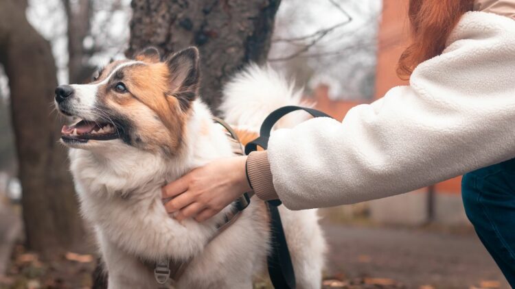 Για ποιους λόγους μπορεί ένας σκύλος να μην μας κοιτάζει στα μάτια- Μαθαίνοντας για αυτή τη συμπεριφορά