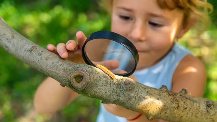 Δέρμα: Σας ενοχλούν οι κάμπιες των πεύκων; Τι να κάνετε άμεσα σε περίπτωση έκθεσης