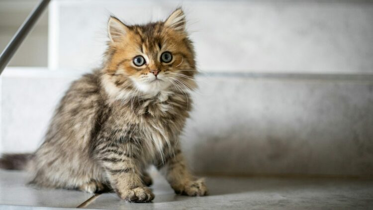 Σε ποια ηλικία σταματάει να μεγαλώνει σε μέγεθος ένα γατάκι