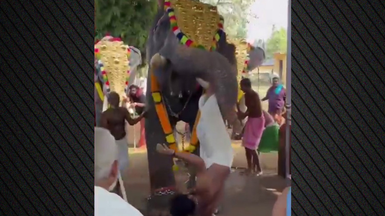Ελέφαντας  στην Ινδία αρπάζει άνδρα με την προβοσκίδα του και τον εκσφενδονίζει, τραυματίζοντάς τον σοβαρά: Βίντεο