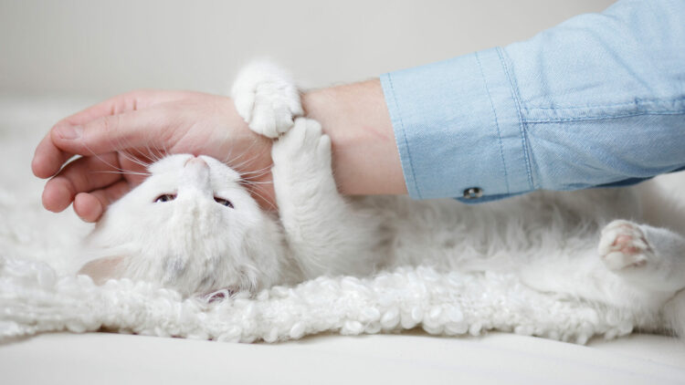 Σας δαγκώνει ξαφνικά η γάτα σας ενώ τη χαϊδεύετε; Ποιοι είναι οι λόγοι αυτής της περίεργης συμπεριφοράς