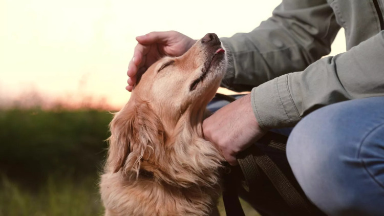 Γιατί μας αγαπάει ο σκύλος μας τόσο πολύ; Η απάντηση που δεν περιμέναμε