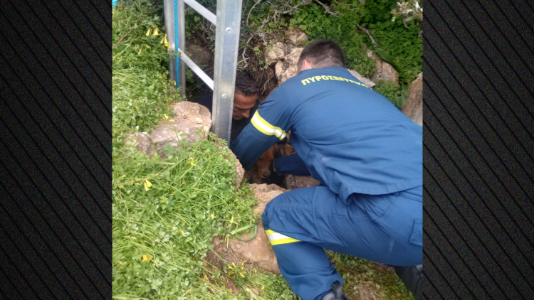 Διάσωση σκύλου από πηγάδι 15 μέτρων στη Σύρο, τον έψαχναν 10 μέρες οι κηδεμόνες του