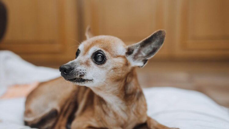 Πώς θα καταλάβετε ότι ο σκύλος σας χάνει την όρασή του- Τα 5 σημάδια που πρέπει να προσέξετε