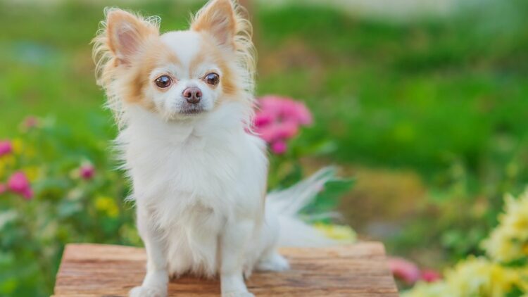 Η άγνωστη ιστορία των σκύλων Τσιουάουα- Τι σχέση είχαν με τις αρχαίες μεξικάνικες τελετουργίες