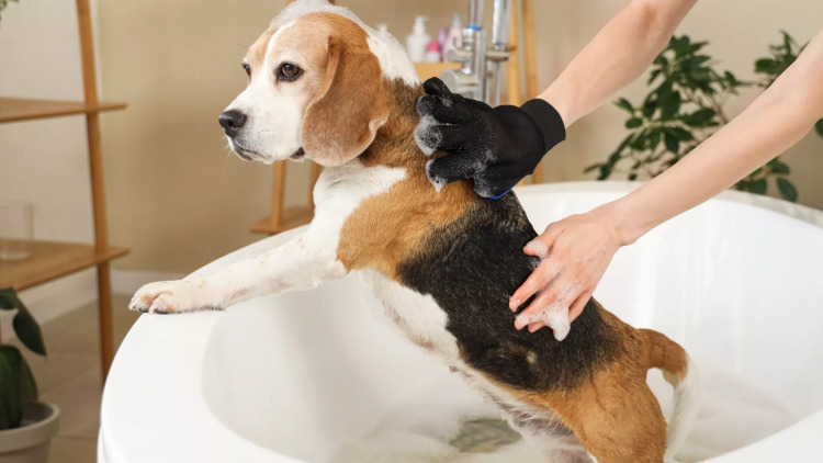 Αγχώνεται και τρέμει ο σκύλος σας όταν τον κάνετε μπάνιο; Πώς μπορείτε να τον βοηθήσετε να μείνει ήρεμος