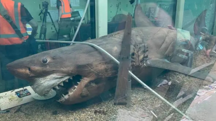 Η απίστευτη διαδρομή της «Ρόζι»: Ο λευκός καρχαρίας που βρέθηκε σε εγκαταλελειμμένο πάρκο και επέστρεψε ως έκθεμα