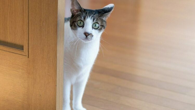 «Το τεστ των 3 δευτερολέπτων»: Με ποιον τρόπο οι γάτες κρίνουν αμέσως όποιον μπαίνει στο σπίτι