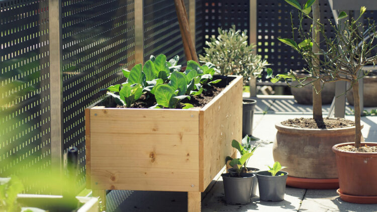 Ανοιξιάτικα λαχανικά που μπορούν να μετατρέψουν το μπαλκόνι σε μικρό μποστάνι