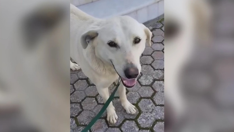 Πυροβόλησαν και σκότωσαν σκύλο στα Χανιά, οργισμένοι οι κάτοικοι της Καλυδωνίας για τον Μπεν