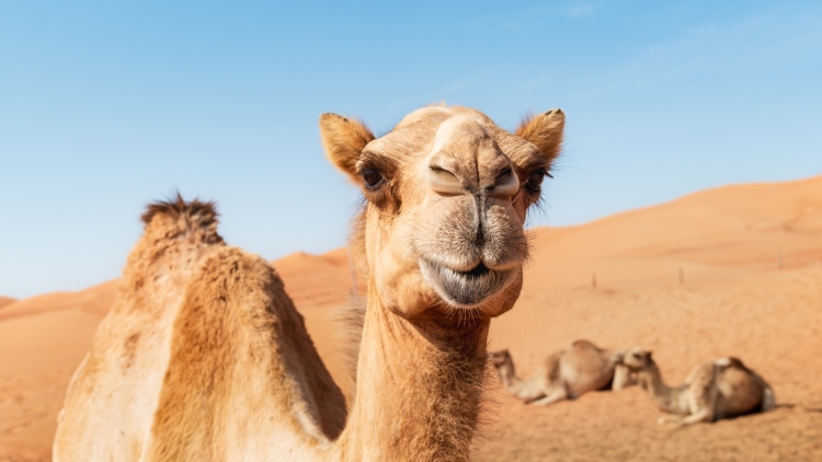 Σάλος σε καλλιστεία καμηλών στο Ομάν: Οι διοργανωτές απέκλεισαν 20 ζώα για... μπότοξ και αισθητικά εμφυτεύματα