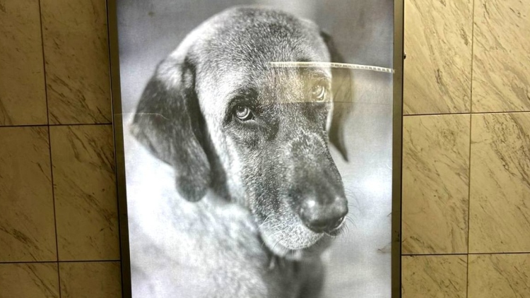 Η συγκλονιστική ιστορία του Βύρωνα: Ο σκύλος που έφτασε κοντά στον θάνατο, αλλά κέρδισε μια «δεύτερη ζωή» μετά την υιοθεσία του από τον Λάνθιμο