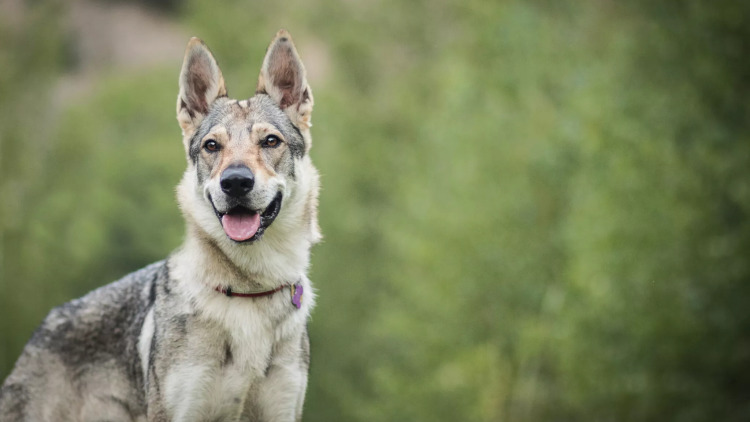 Πώς ο λύκος έγινε σκύλος- Πότε ξεκίνησαν όλα