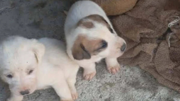 Εννέα κουτάβια βρέθηκαν σε τσουβάλια μέσα σε λίμνη στην Αμαλιάδα