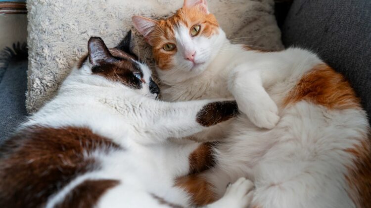 Οι συγκινητικοί λόγοι που δυο γάτες κοιμούνται μαζί