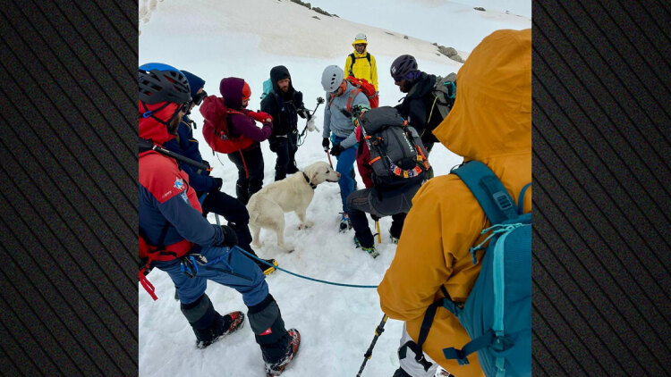 Μέτσοβο: Σκύλος επέζησε εννέα ημέρες σε υψόμετρο 1.900 μ., τον εντόπισε τυχαία ομάδα ορειβατών και τον επέστρεψε στον ιδιοκτήτη του, δείτε βίντεο