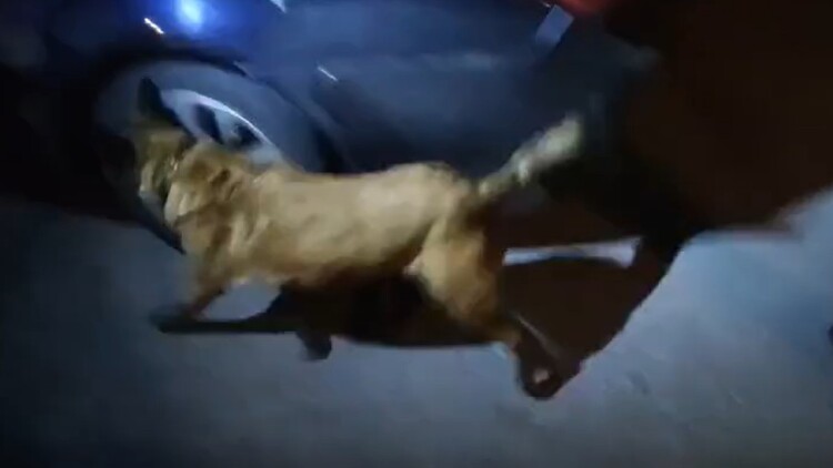 Η Iris «μύρισε» μισό κιλό ηρωίνης σε χάρτινη συσκευασία δημητριακών στο Κιλκίς, δείτε βίντεο