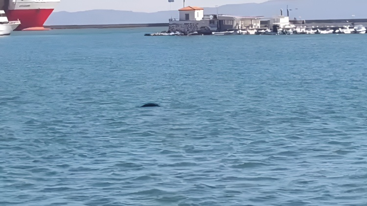 Φώκια εμφανίστηκε στο λιμάνι της Μυτιλήνης και τράβηξε τα βλέμματα, δείτε βίντεο