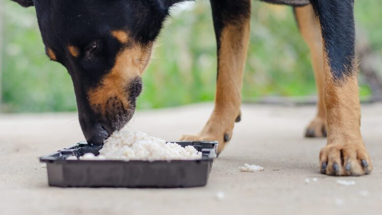 Ρύζι στη διατροφή του σκύλου: Οφέλη και κρυφοί κίνδυνοι
