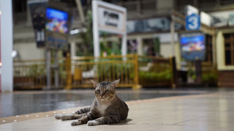 Η μυστική ζωή των αδέσποτων γατών- Τι κάνουν όταν έρχεται το βράδυ