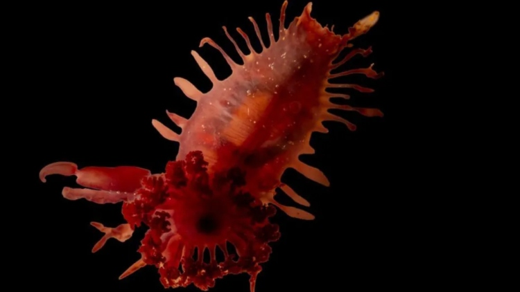 Εντυπωσιακές εικόνες από την Καραϊβική: Βρέθηκαν άγνωστα θαλάσσια πλάσματα και κοράλλια