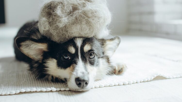 Αφήνει ο σκύλος τρίχες σε όλο το σπίτι - Τι μπορείτε να κάνετε